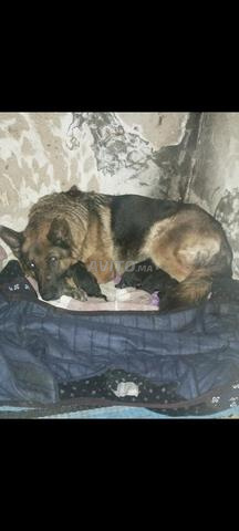 جرو الراعي الألماني مكسور - 2