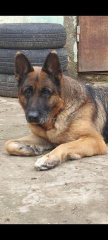 Chiot Berger Allemand cassé
