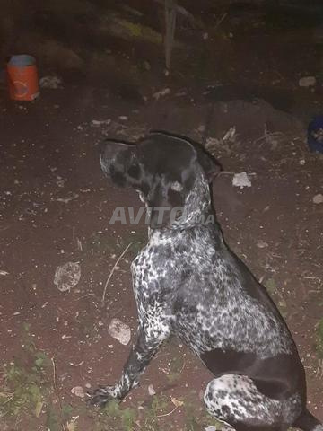 كلاب صيد قوية وصحية للبيع بأسعار مناسبة - 2