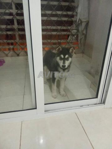 أنثى هاسكي - 2