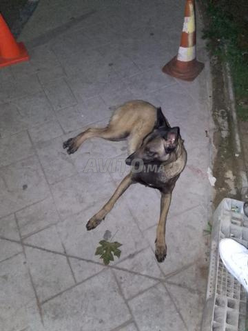 #كلب مالينوا# - 2