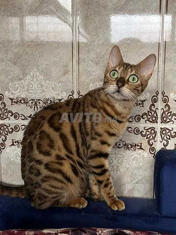 قط بنغال ذكر متوفر - 2