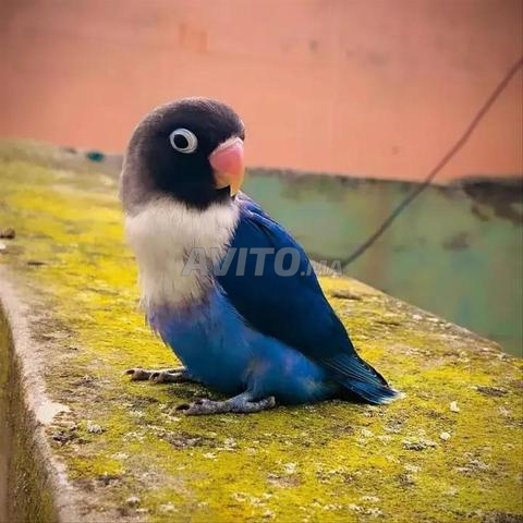 ببغاء مدرب جيدًا جدًا - 2