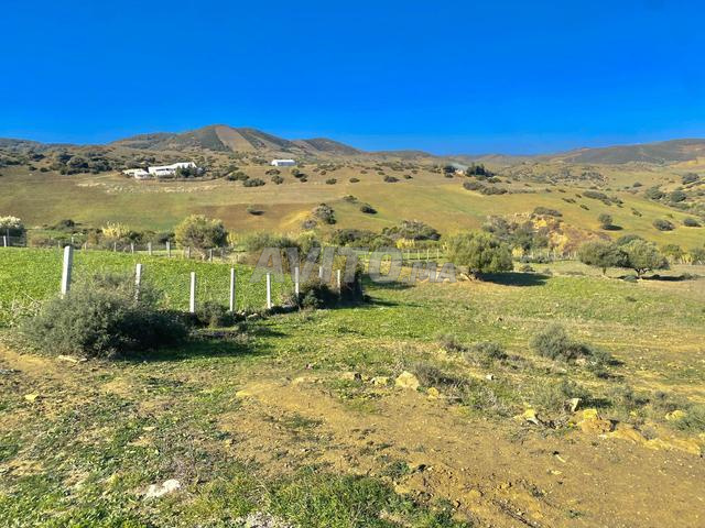 Terrain à vendre titré, un hectare et demi - 2