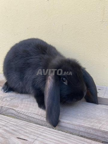 أرنب بيلير نقي السلالة - 2