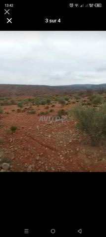 أرض فلاحية للبيع 7200 متر - 2