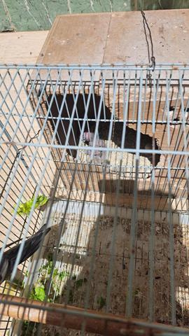 زوج كاسيكو أنيق مع ذكر وأنثى - 2