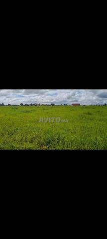 Terrain Agricole - 2