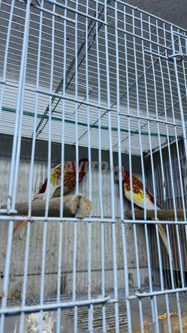 زوج روزيلا للبيع - 2