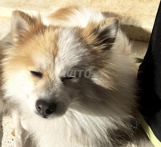 سبتز ألماني - اتصل بي - 2