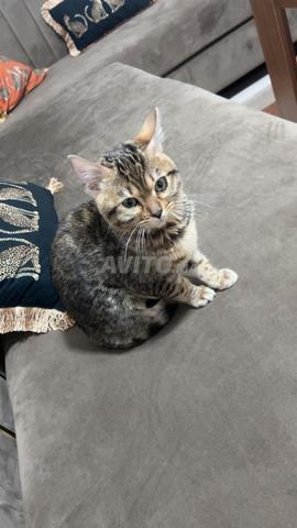 Beau petit chat domestique à poil court (tabby)