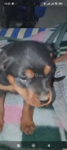 Rottweiler - 2