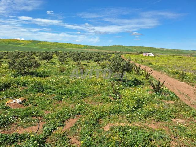 مزرعة دواجن لحم - 2