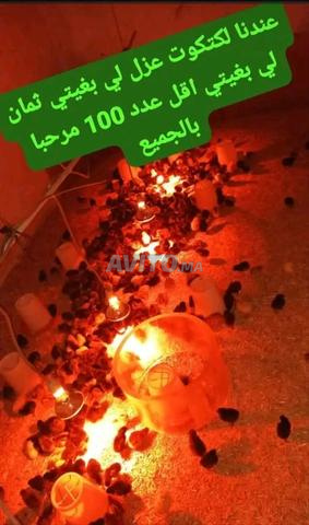 Poussin croisé de race libre disponible, 21 jours