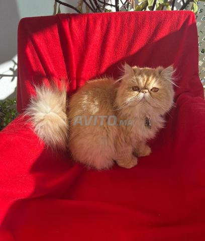 Chat (Persan) - 2
