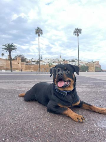 روت وايلر - 2