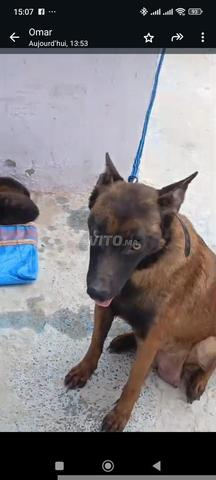 أنثى مالينوا - 2