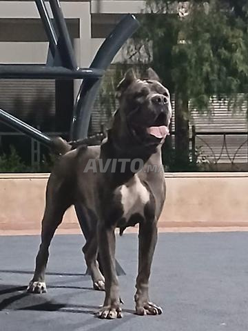 Cane Corso - 2