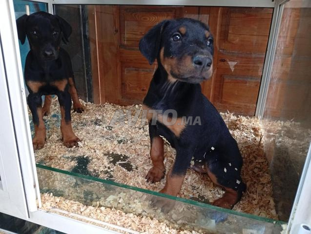 Chiot Doberman - 2