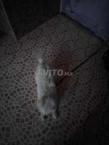 Spitz nain très mignon - 2