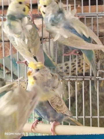 هوجو رينبو - 2