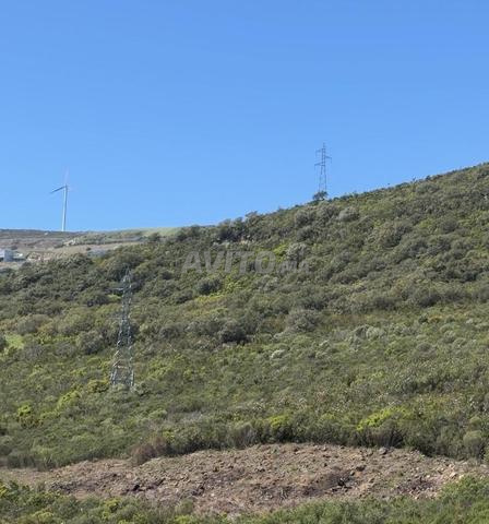 Terrain agricole à vendre lieu Melloussa - 2