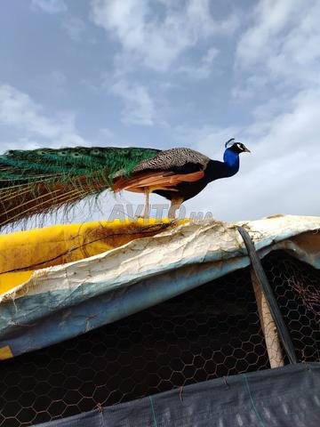 طاووس جميل للبيع 🦚 (ذكر، أنثى)