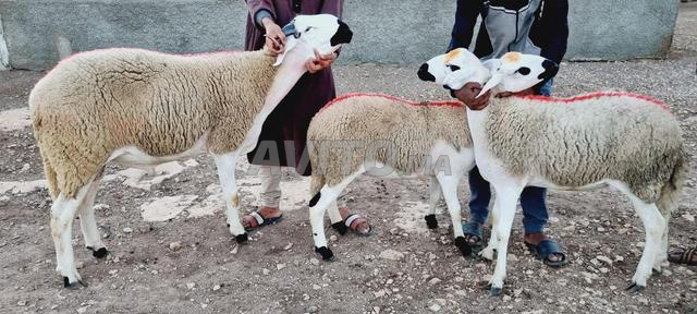 حولية صردية ضارة مليحة