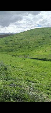 Terrain agricole au bord des eaux du barrage Sidi Chehâd