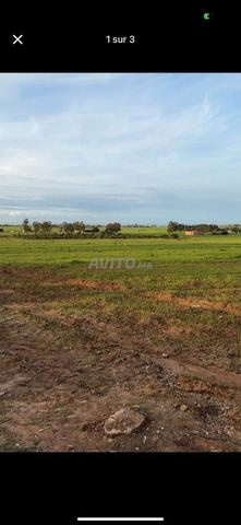 Hectare et 6000 mètres à Sidi Rahal Chateaux