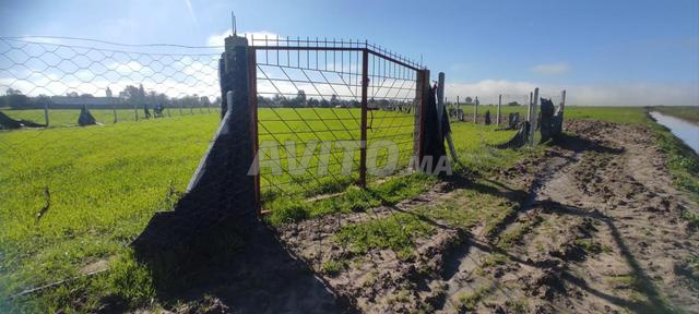 Terrain agricole à vendre Douar Oulad Aassem Souk El Arbaa