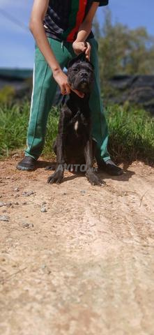 جرو كاني كورسو - 2