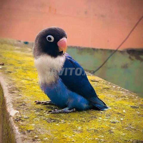 اللون رائع - 2