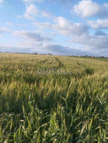 Terrain agricole 8 hectares prix 95 millions négociable