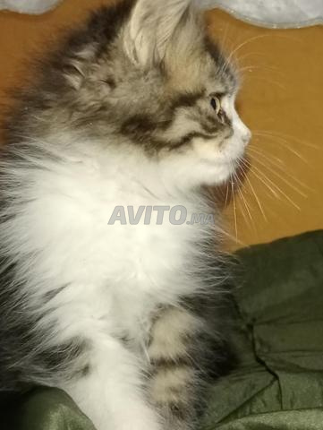 قط للبيع من نوع الماي كون 