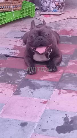 بولدوج فرنسي - 2