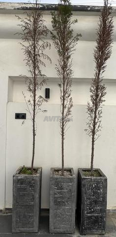 37 pots avec plante (jardin) - 2