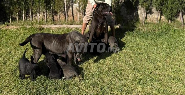 كانيكورسو - 2