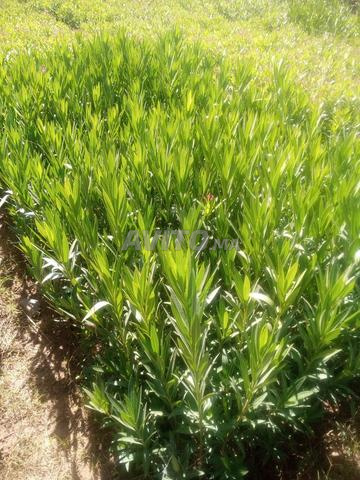 Lauriers (Nerium oleander) - 2