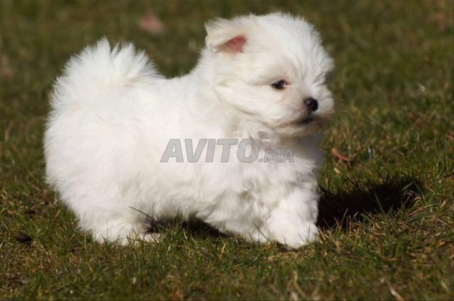 بيشون مالطي قزم