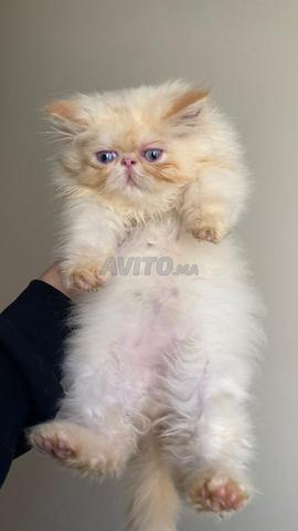 Persan chinchilla - 2