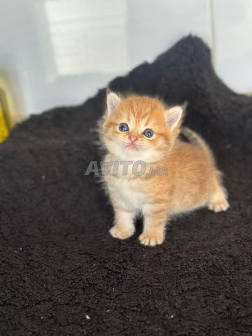 British Shorthair - 2