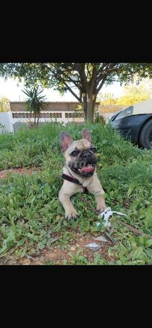 بولدوج فرنسي