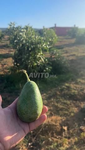 Hectare conservé, puits et arbres avocats équipés