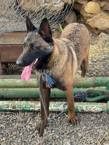 مكناس حي أطلس - 2