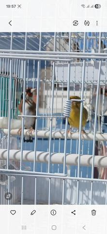 أنثى كناري لإنتاج الميستو - 2