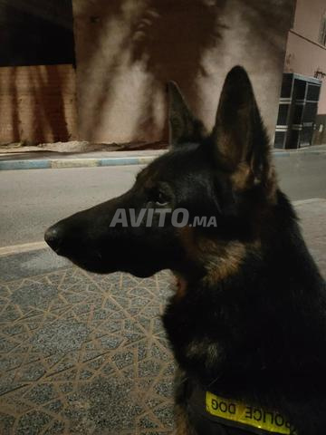 كلب راعي ألماني أسود أرغب في بيعه لظروف عائلية