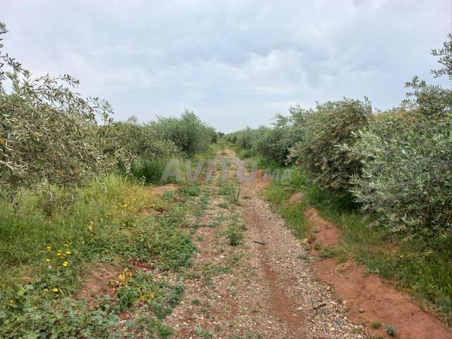 Ferme à vendre  فيرما للبيع  سيدي عبد الله غيات - 2