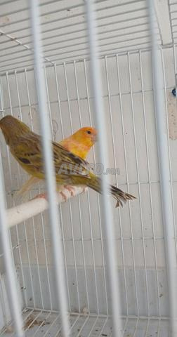 زوج كناري جاهز