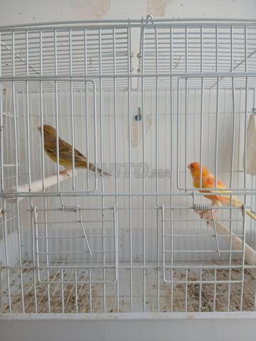 زوج كناري جاهز - 2